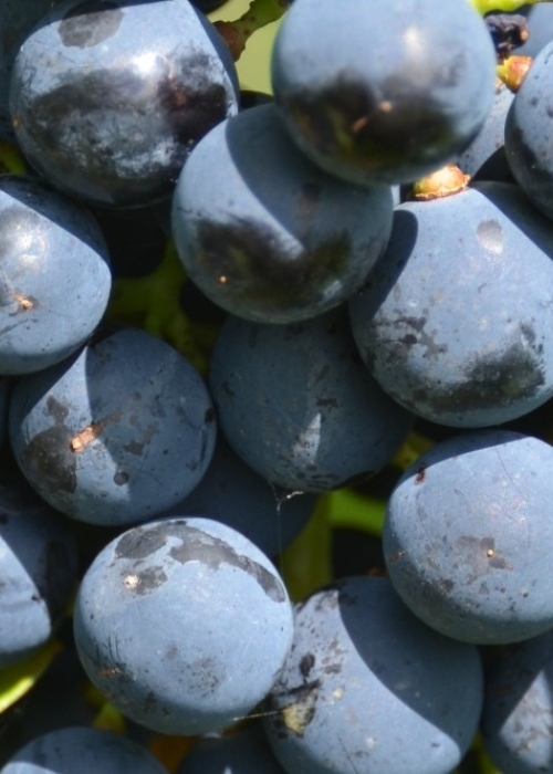 Cabernet Carol ANT 5363b